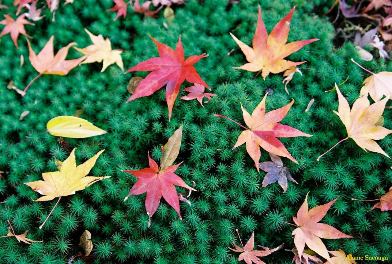 Kyoto Home Higashikujo Eksteriør billede